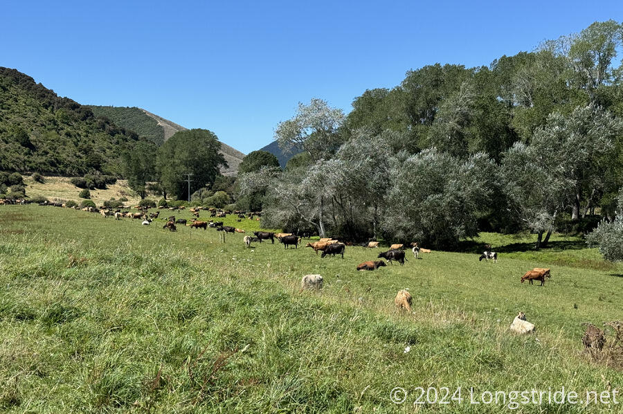 A Herd of Cows on the Trail