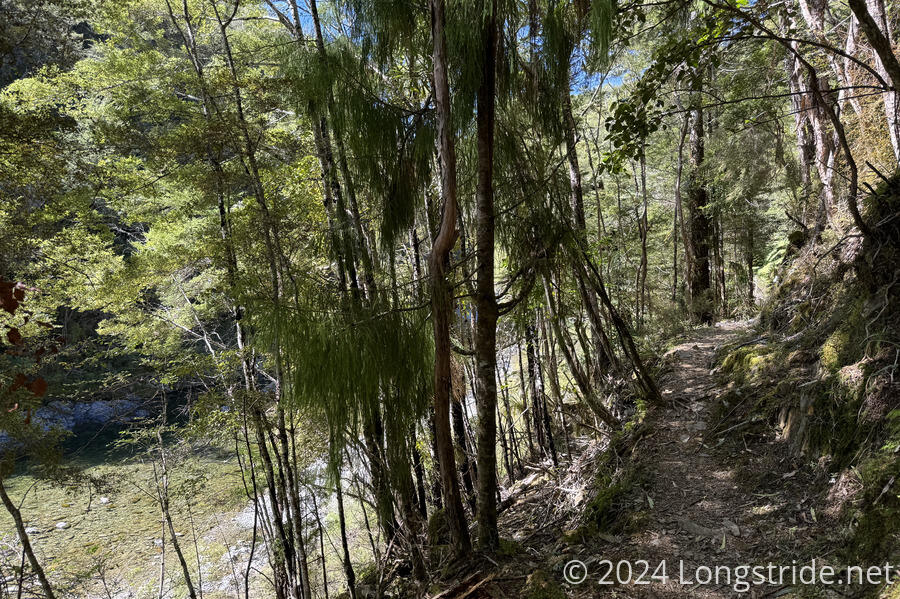 Forest Trail Above the Pelorus River