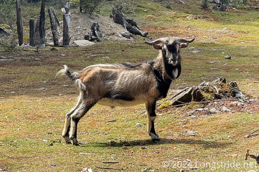Goat at Tarn Hut