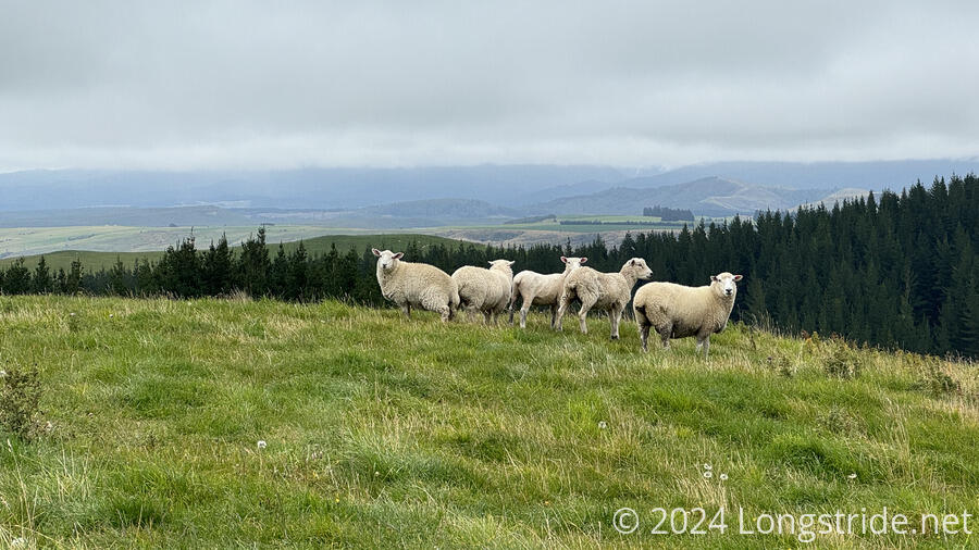 Sheep on a Hilltop