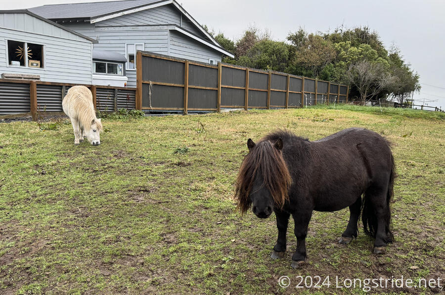 Two Shaggy Ponies