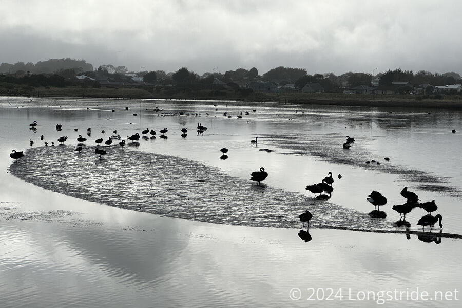 A Flock of Black Swans