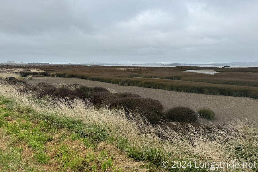 Marsh on the Estuary