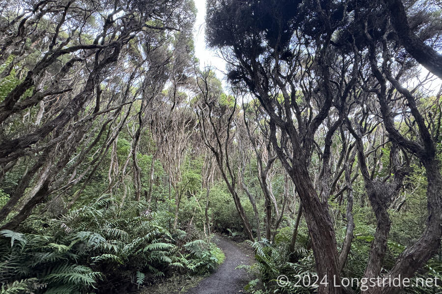 Forest on Bluff Hill