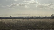 A Flock of Birds Over the Melbourne Skyline