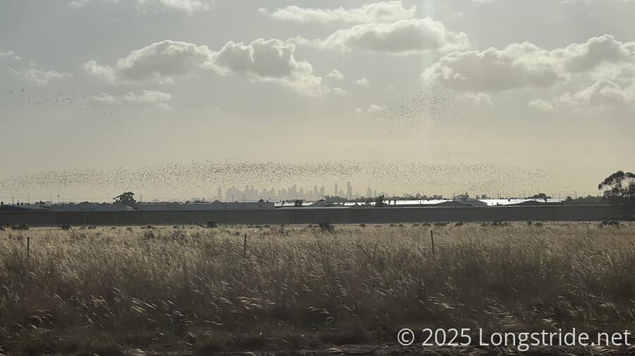 A Flock of Birds Over the Melbourne Skyline