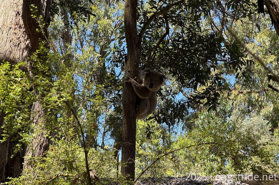 Koala