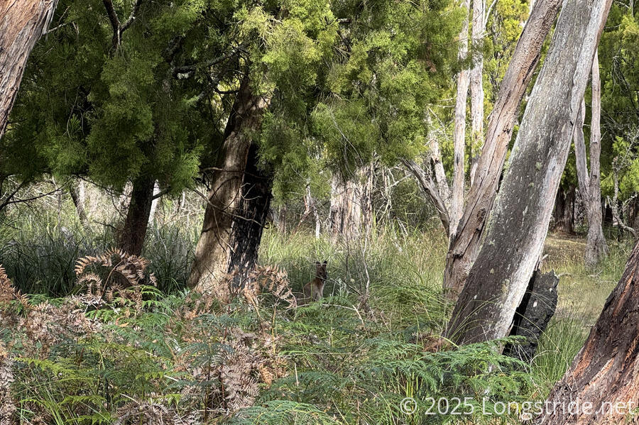 A Wallaby Hides in the Bush