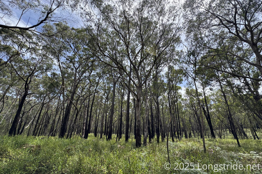 Burn Area in Cobboboonee Forest Park