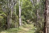 Two Emus Run Away