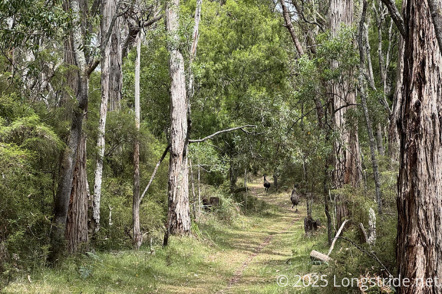 Two Emus Run Away