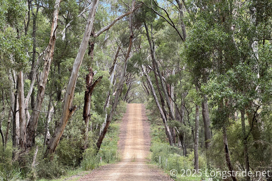 Tree-Lined Forest Road