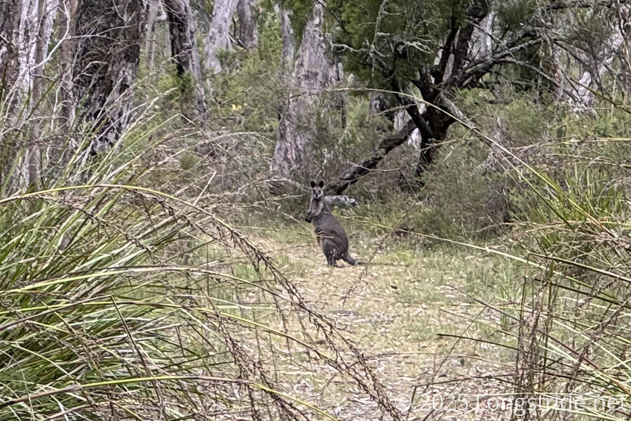 Wallaby