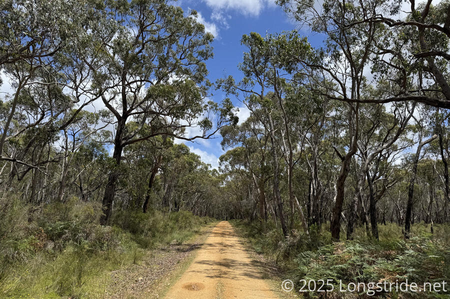 Forest Along Inkpot Road