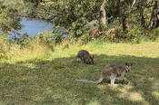 Wallabies at Camp