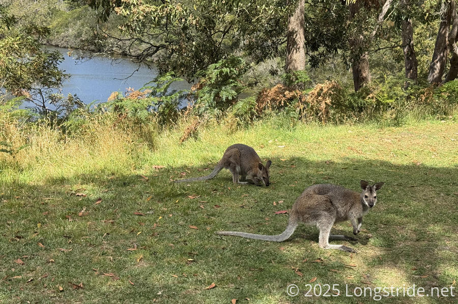 Wallabies at Camp