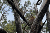 Two Koala