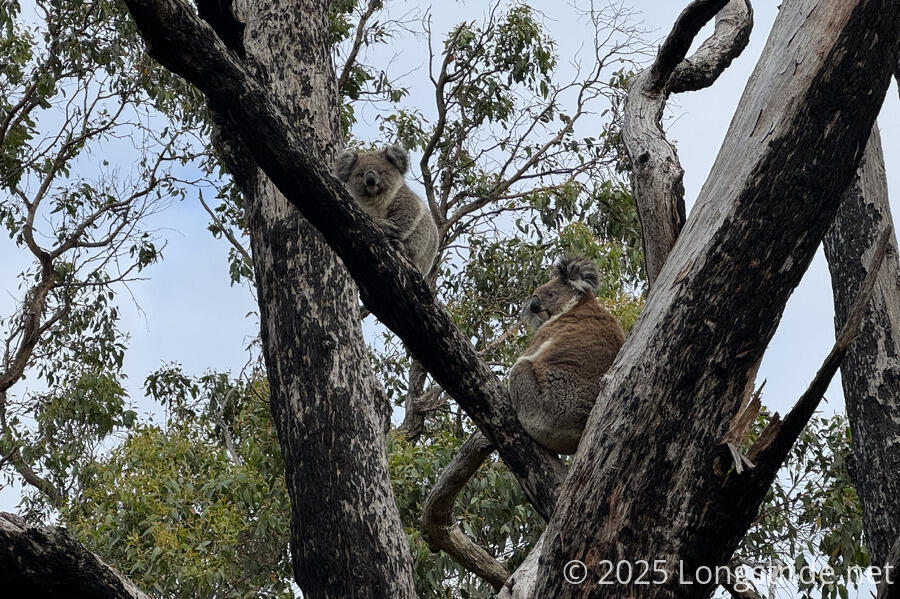 Two Koala