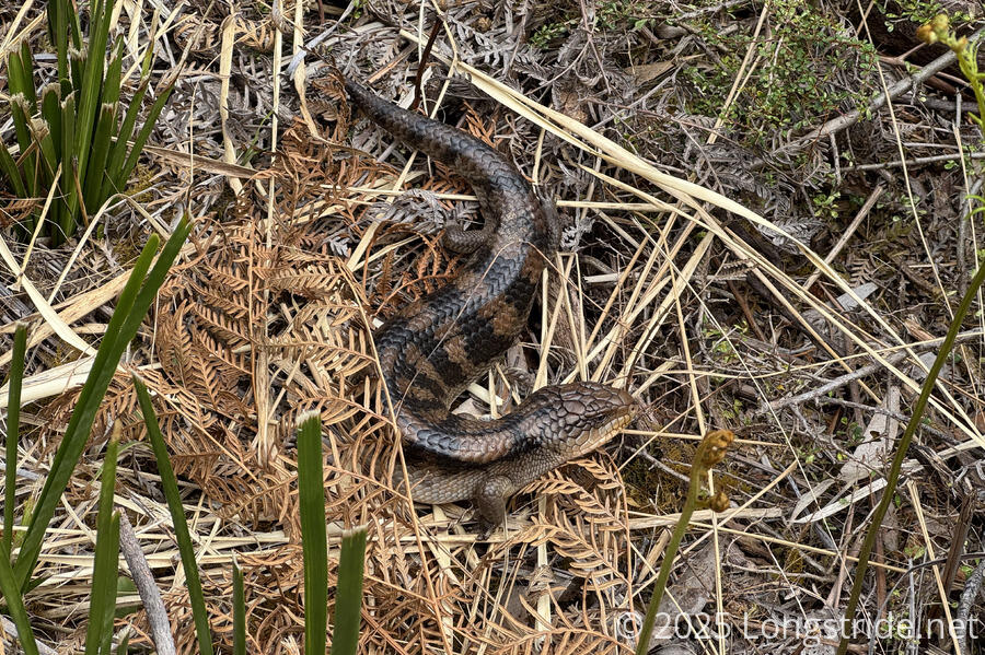 Blue Tongue Lizard