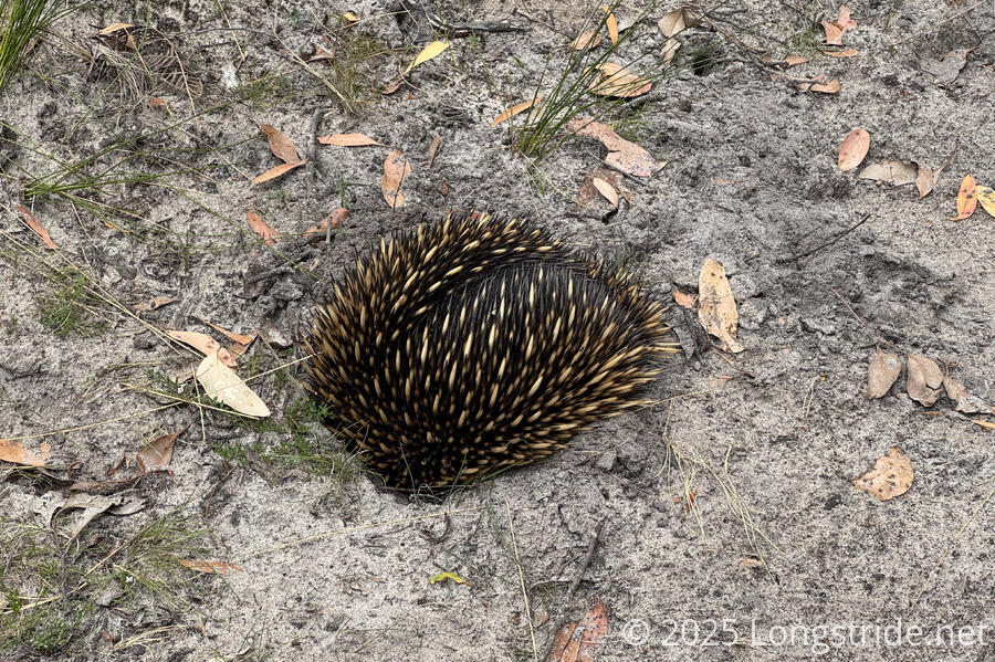 Echidna