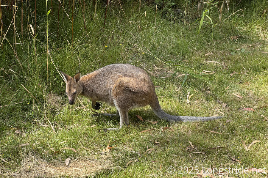 Wallaby