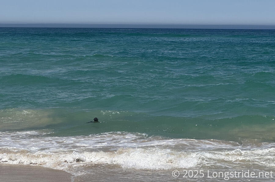 Seal in the Surf