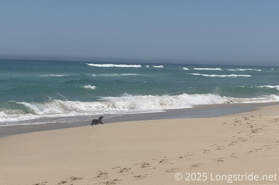 Seal on the Beach