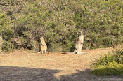 Two Kangaroos