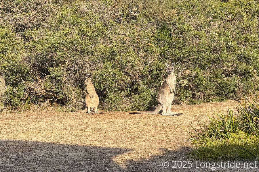 Two Kangaroos