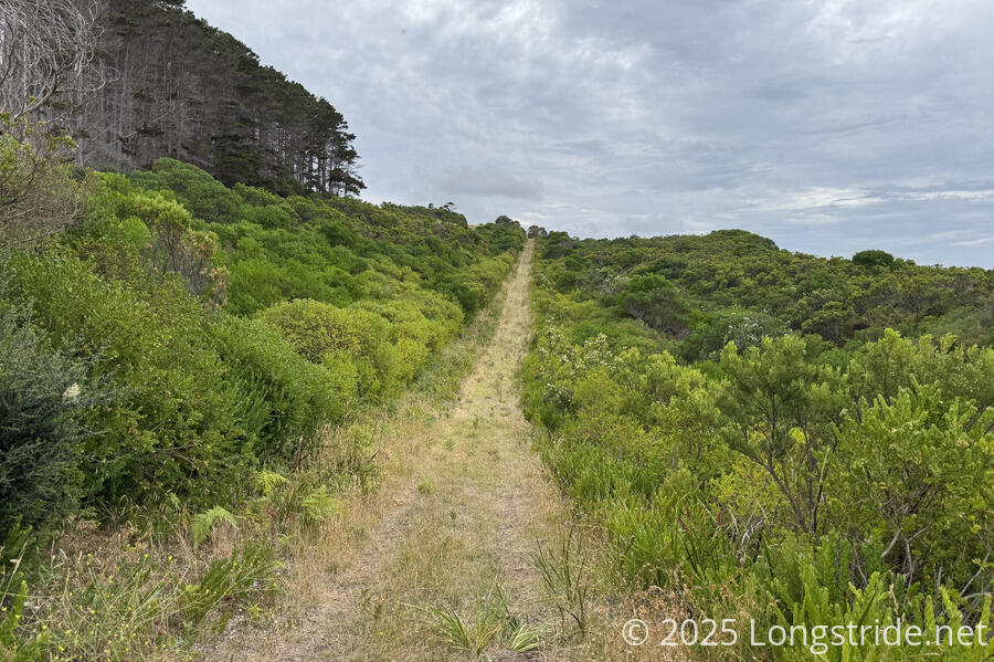 Up the Hill, Next to the Pine Plantation