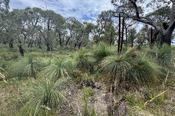 Grass-Trees