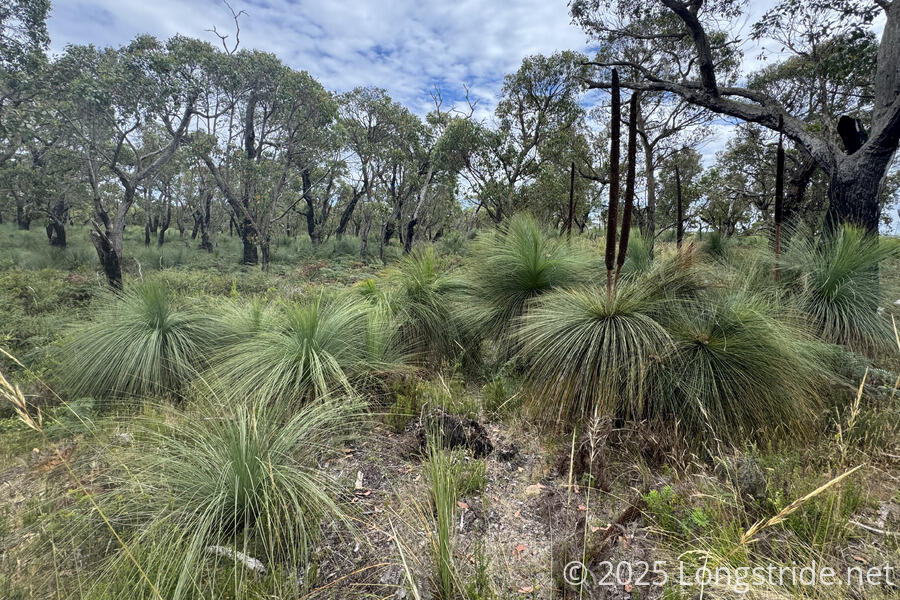 Grass-Trees