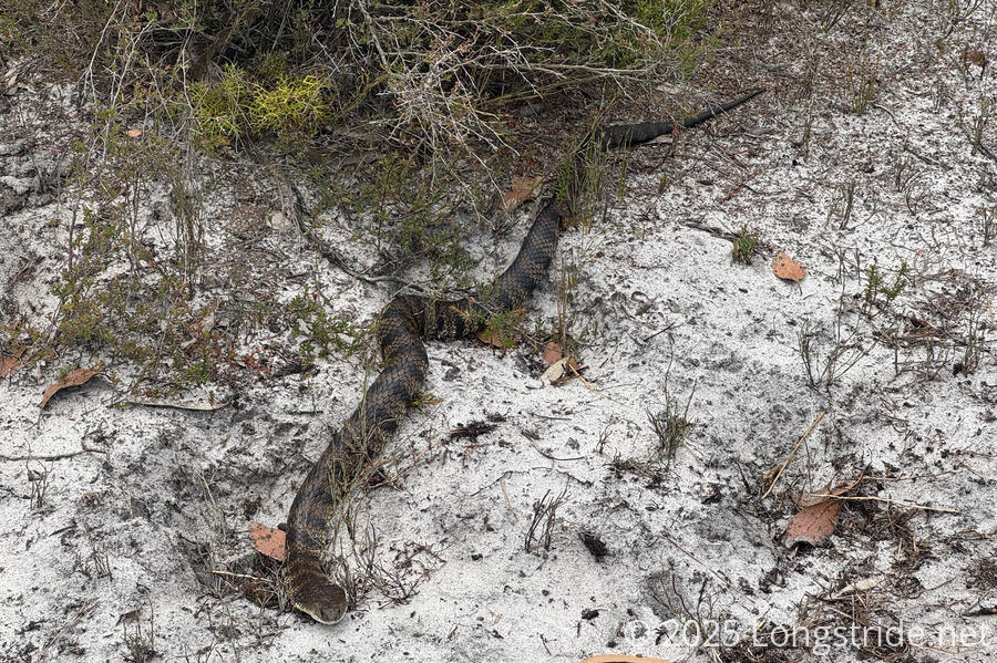 Tiger Snake