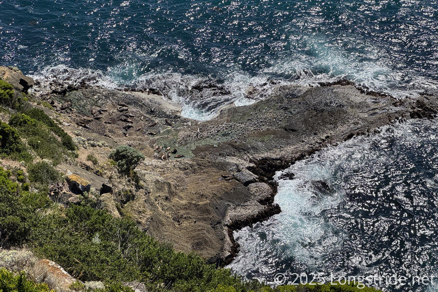 Australian Fur Seal Colony