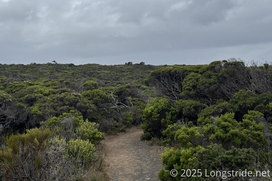 Mallee Forest