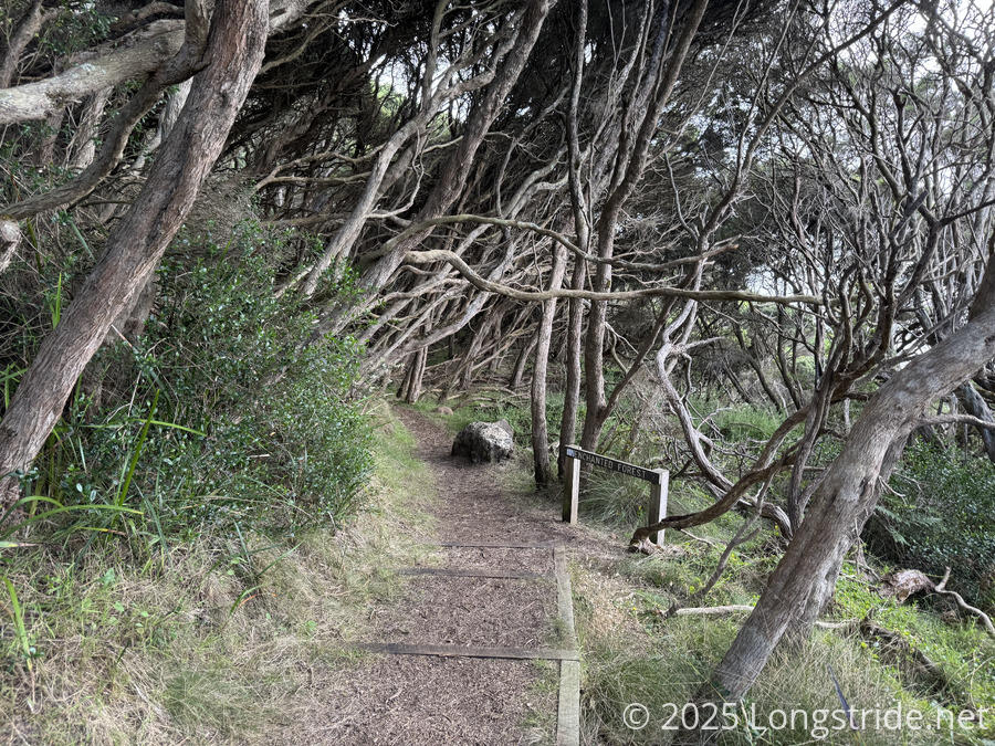 Enchanted Forest