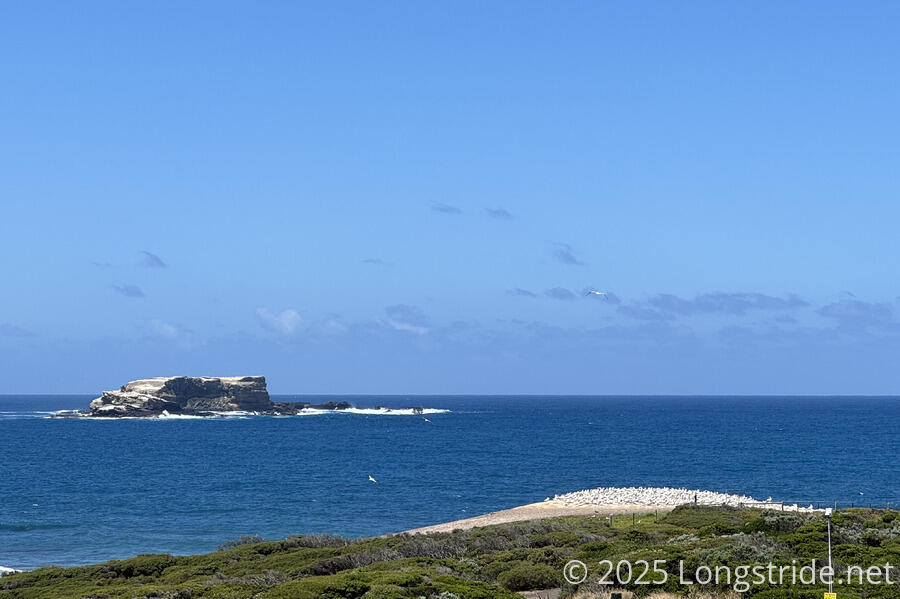 Point Danger Gannet Colony