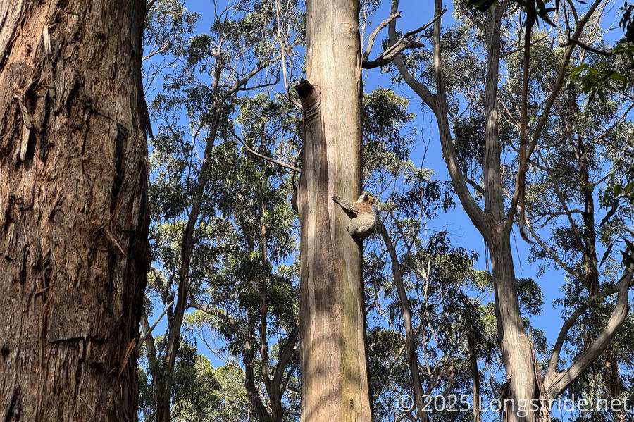 A Koala Climbs a Tree