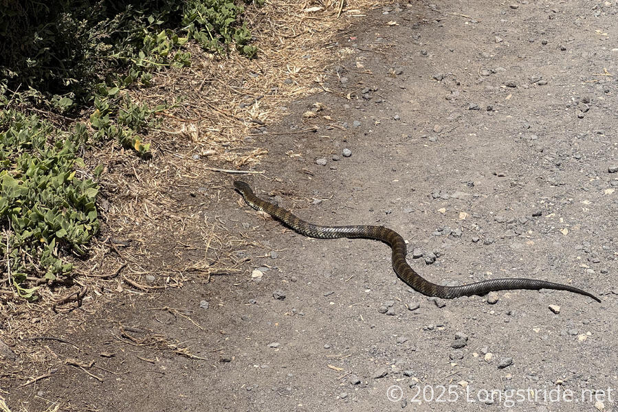 Tiger Snake on the Trail