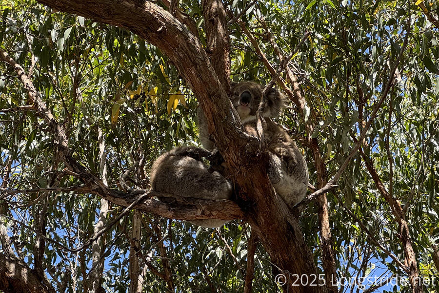 Koalas