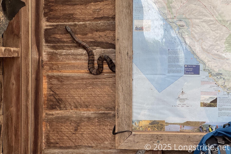 Tiger Snake in the Shelter