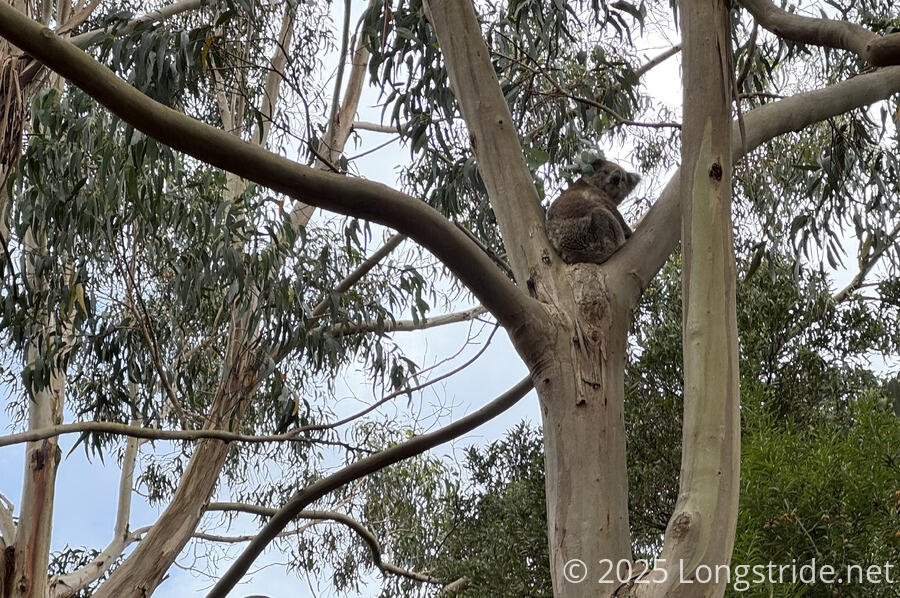 Koala Sitting in a Tree