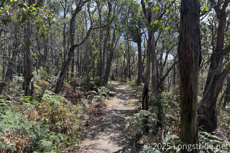 Forest in the Great Otway National Park