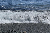 Capelin Rollin on the Waves
