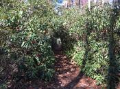 Rhododendron Tunnel