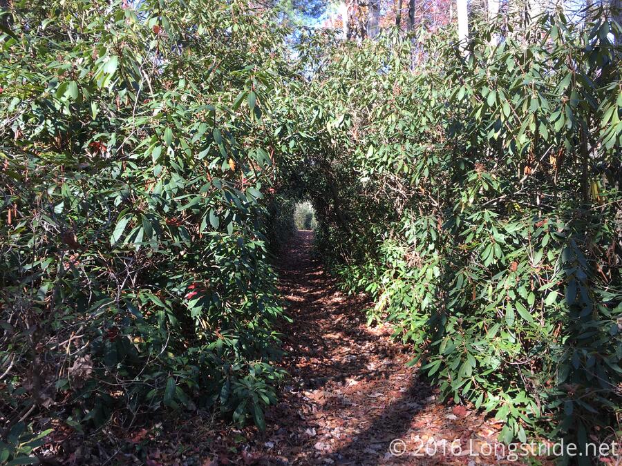 Rhododendron Tunnel