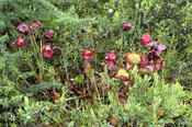 Flowering Pitcher Plants