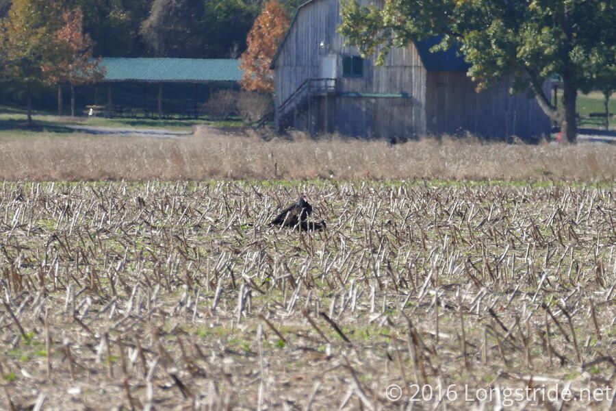 Field With Turkey Vulture