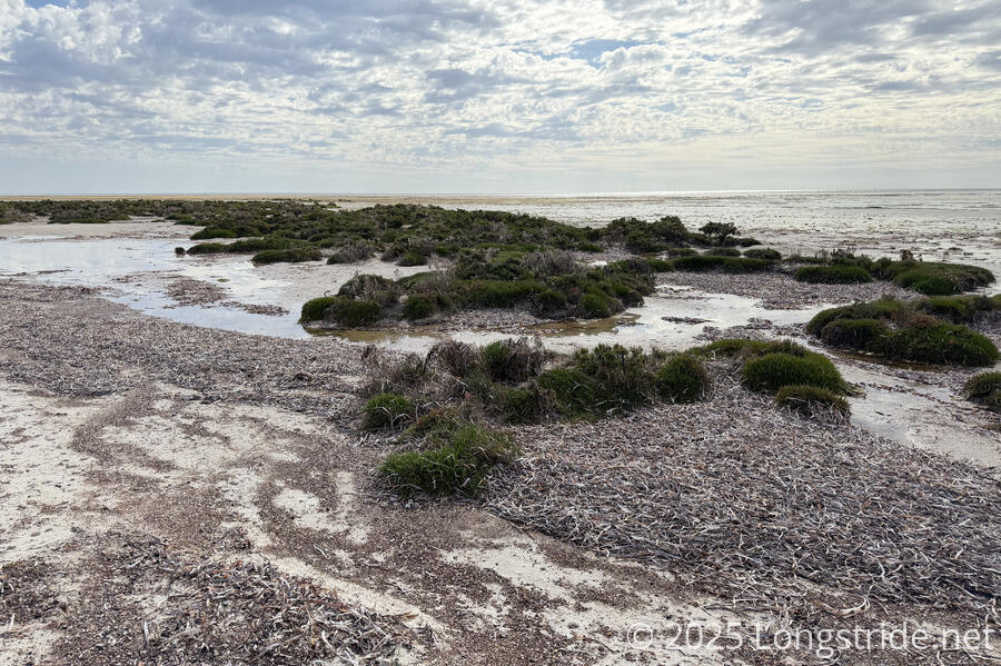 Islands of Plants in the Intertidal Zone