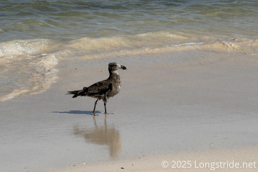 Juvenile Pacific Gull